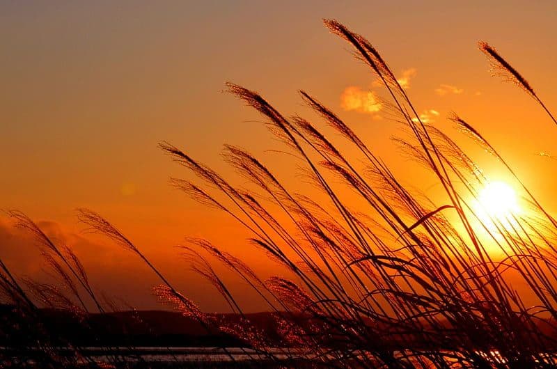 Grass wheat in sunset